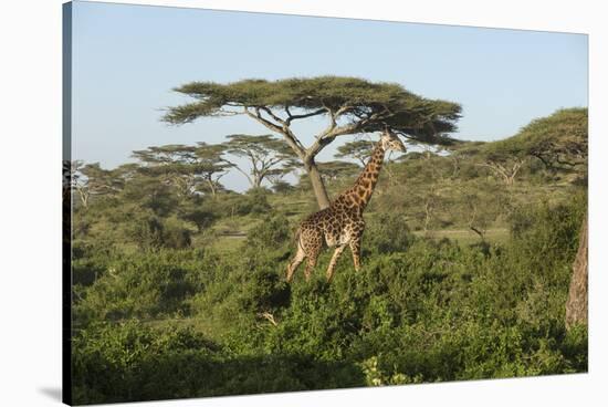 Adult Masai Giraffe Walks Through Green Shrubs and Acacia Trees-James Heupel-Stretched Canvas