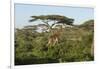 Adult Masai Giraffe Walks Through Green Shrubs and Acacia Trees-James Heupel-Framed Photographic Print