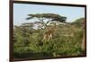 Adult Masai Giraffe Walks Through Green Shrubs and Acacia Trees-James Heupel-Framed Photographic Print