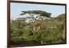 Adult Masai Giraffe Walks Through Green Shrubs and Acacia Trees-James Heupel-Framed Photographic Print