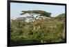 Adult Masai Giraffe Walks Through Green Shrubs and Acacia Trees-James Heupel-Framed Photographic Print