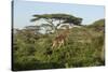 Adult Masai Giraffe Walks Through Green Shrubs and Acacia Trees-James Heupel-Stretched Canvas