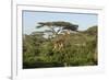 Adult Masai Giraffe Walks Through Green Shrubs and Acacia Trees-James Heupel-Framed Photographic Print