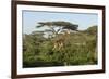 Adult Masai Giraffe Walks Through Green Shrubs and Acacia Trees-James Heupel-Framed Photographic Print