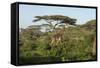 Adult Masai Giraffe Walks Through Green Shrubs and Acacia Trees-James Heupel-Framed Stretched Canvas