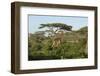 Adult Masai Giraffe Walks Through Green Shrubs and Acacia Trees-James Heupel-Framed Photographic Print