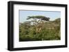 Adult Masai Giraffe Walks Through Green Shrubs and Acacia Trees-James Heupel-Framed Photographic Print