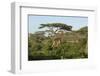 Adult Masai Giraffe Walks Through Green Shrubs and Acacia Trees-James Heupel-Framed Photographic Print