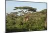 Adult Masai Giraffe Walks Through Green Shrubs and Acacia Trees-James Heupel-Mounted Photographic Print