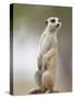 Adult Meerkat (Suricate Suricatta) Standing Outside Burrow in Namib Desert, Keetmanshoop, Namibia-Paul Souders-Stretched Canvas