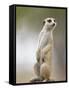 Adult Meerkat (Suricate Suricatta) Standing Outside Burrow in Namib Desert, Keetmanshoop, Namibia-Paul Souders-Framed Stretched Canvas