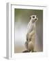 Adult Meerkat (Suricate Suricatta) Standing Outside Burrow in Namib Desert, Keetmanshoop, Namibia-Paul Souders-Framed Photographic Print