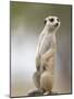 Adult Meerkat (Suricate Suricatta) Standing Outside Burrow in Namib Desert, Keetmanshoop, Namibia-Paul Souders-Mounted Photographic Print