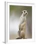 Adult Meerkat (Suricate Suricatta) Standing Outside Burrow in Namib Desert, Keetmanshoop, Namibia-Paul Souders-Framed Photographic Print