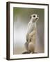 Adult Meerkat (Suricate Suricatta) Standing Outside Burrow in Namib Desert, Keetmanshoop, Namibia-Paul Souders-Framed Photographic Print