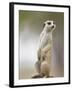 Adult Meerkat (Suricate Suricatta) Standing Outside Burrow in Namib Desert, Keetmanshoop, Namibia-Paul Souders-Framed Photographic Print