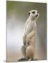 Adult Meerkat (Suricate Suricatta) Standing Outside Burrow in Namib Desert, Keetmanshoop, Namibia-Paul Souders-Mounted Photographic Print