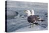Adult Mew Gulls (Larus Canus) on Ice in Tracy Arm-Fords Terror Wilderness Area, Southeast Alaska-Michael Nolan-Stretched Canvas