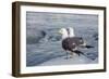 Adult Mew Gulls (Larus Canus) on Ice in Tracy Arm-Fords Terror Wilderness Area, Southeast Alaska-Michael Nolan-Framed Photographic Print