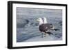 Adult Mew Gulls (Larus Canus) on Ice in Tracy Arm-Fords Terror Wilderness Area, Southeast Alaska-Michael Nolan-Framed Photographic Print
