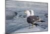 Adult Mew Gulls (Larus Canus) on Ice in Tracy Arm-Fords Terror Wilderness Area, Southeast Alaska-Michael Nolan-Mounted Photographic Print