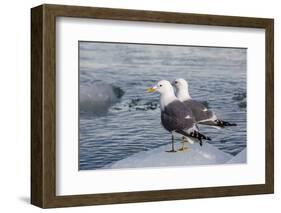 Adult Mew Gulls (Larus Canus) on Ice in Tracy Arm-Fords Terror Wilderness Area, Southeast Alaska-Michael Nolan-Framed Photographic Print