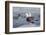 Adult Mew Gulls (Larus Canus) on Ice in Tracy Arm-Fords Terror Wilderness Area, Southeast Alaska-Michael Nolan-Framed Photographic Print