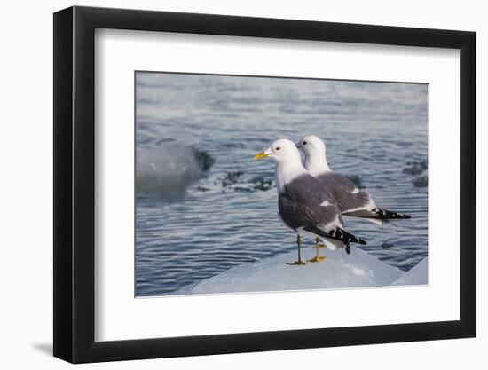 Adult Mew Gulls (Larus Canus) on Ice in Tracy Arm-Fords Terror Wilderness Area, Southeast Alaska-Michael Nolan-Framed Photographic Print