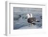 Adult Mew Gulls (Larus Canus) on Ice in Tracy Arm-Fords Terror Wilderness Area, Southeast Alaska-Michael Nolan-Framed Photographic Print