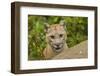 Adult Mountain Lion, Minnesota-Adam Jones-Framed Photographic Print