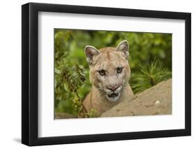 Adult Mountain Lion, Minnesota-Adam Jones-Framed Photographic Print