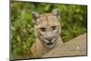 Adult Mountain Lion, Minnesota-Adam Jones-Mounted Photographic Print