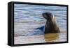 Adult New Zealand (Hooker'S) Sea Lion (Phocarctos Hookeri)-Michael Nolan-Framed Stretched Canvas