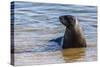 Adult New Zealand (Hooker'S) Sea Lion (Phocarctos Hookeri)-Michael Nolan-Stretched Canvas