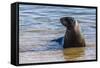 Adult New Zealand (Hooker'S) Sea Lion (Phocarctos Hookeri)-Michael Nolan-Framed Stretched Canvas