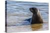Adult New Zealand (Hooker'S) Sea Lion (Phocarctos Hookeri)-Michael Nolan-Stretched Canvas