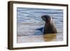 Adult New Zealand (Hooker'S) Sea Lion (Phocarctos Hookeri)-Michael Nolan-Framed Photographic Print