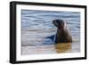 Adult New Zealand (Hooker'S) Sea Lion (Phocarctos Hookeri)-Michael Nolan-Framed Photographic Print