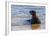 Adult New Zealand (Hooker'S) Sea Lion (Phocarctos Hookeri)-Michael Nolan-Framed Photographic Print