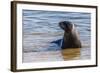 Adult New Zealand (Hooker'S) Sea Lion (Phocarctos Hookeri)-Michael Nolan-Framed Photographic Print