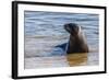 Adult New Zealand (Hooker'S) Sea Lion (Phocarctos Hookeri)-Michael Nolan-Framed Photographic Print