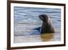 Adult New Zealand (Hooker'S) Sea Lion (Phocarctos Hookeri)-Michael Nolan-Framed Photographic Print