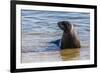 Adult New Zealand (Hooker'S) Sea Lion (Phocarctos Hookeri)-Michael Nolan-Framed Photographic Print