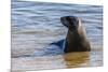 Adult New Zealand (Hooker'S) Sea Lion (Phocarctos Hookeri)-Michael Nolan-Mounted Photographic Print