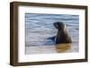 Adult New Zealand (Hooker'S) Sea Lion (Phocarctos Hookeri)-Michael Nolan-Framed Photographic Print