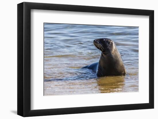Adult New Zealand (Hooker'S) Sea Lion (Phocarctos Hookeri)-Michael Nolan-Framed Photographic Print