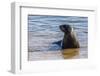 Adult New Zealand (Hooker'S) Sea Lion (Phocarctos Hookeri)-Michael Nolan-Framed Photographic Print