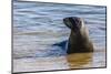 Adult New Zealand (Hooker'S) Sea Lion (Phocarctos Hookeri)-Michael Nolan-Mounted Photographic Print