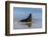 Adult New Zealand (Hooker'S) Sea Lion (Phocarctos Hookeri)-Michael Nolan-Framed Photographic Print