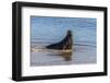 Adult New Zealand (Hooker'S) Sea Lion (Phocarctos Hookeri)-Michael Nolan-Framed Photographic Print